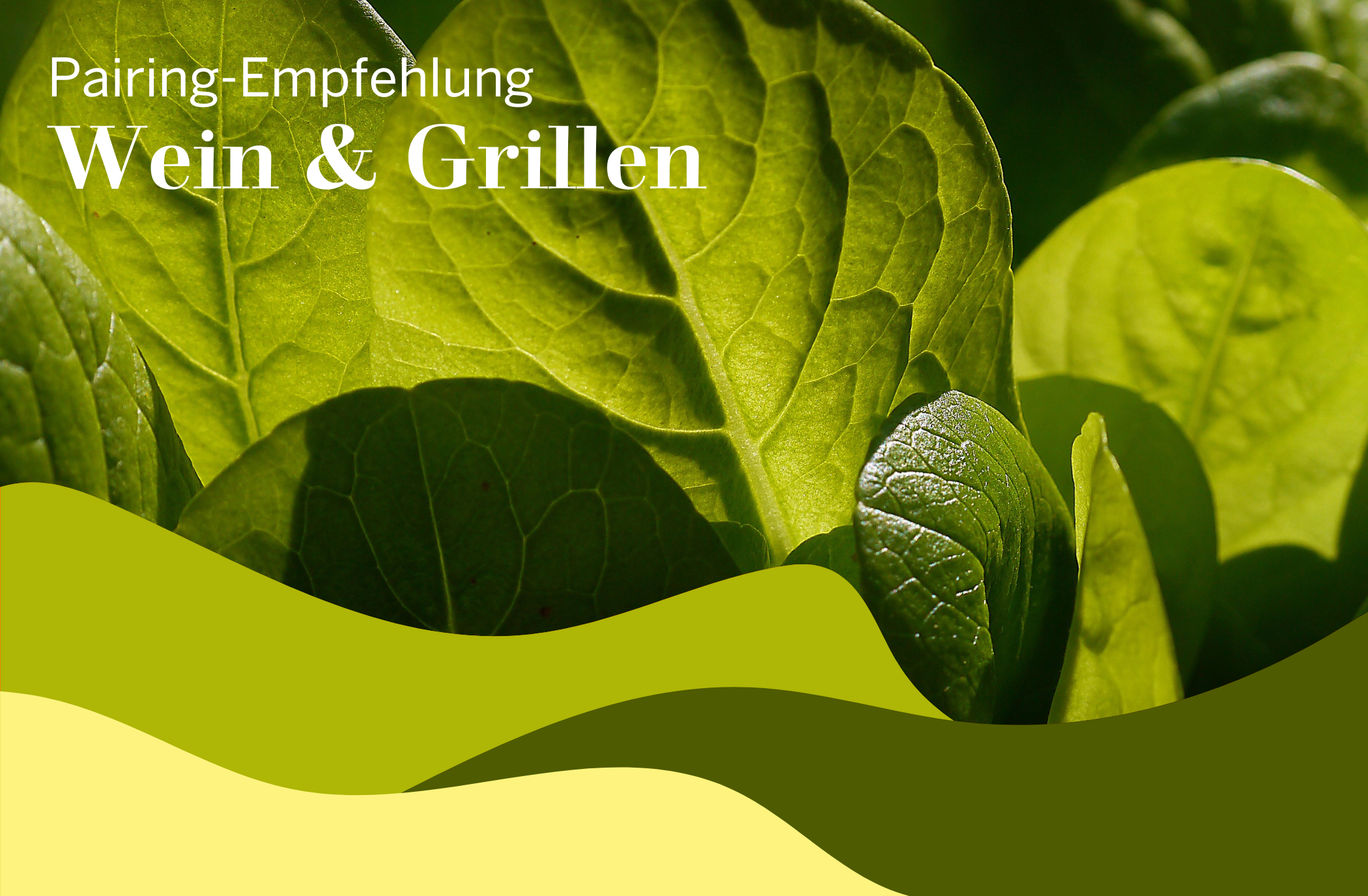 Perfect Pairings: Salate & Frühlingsweine im Duett
