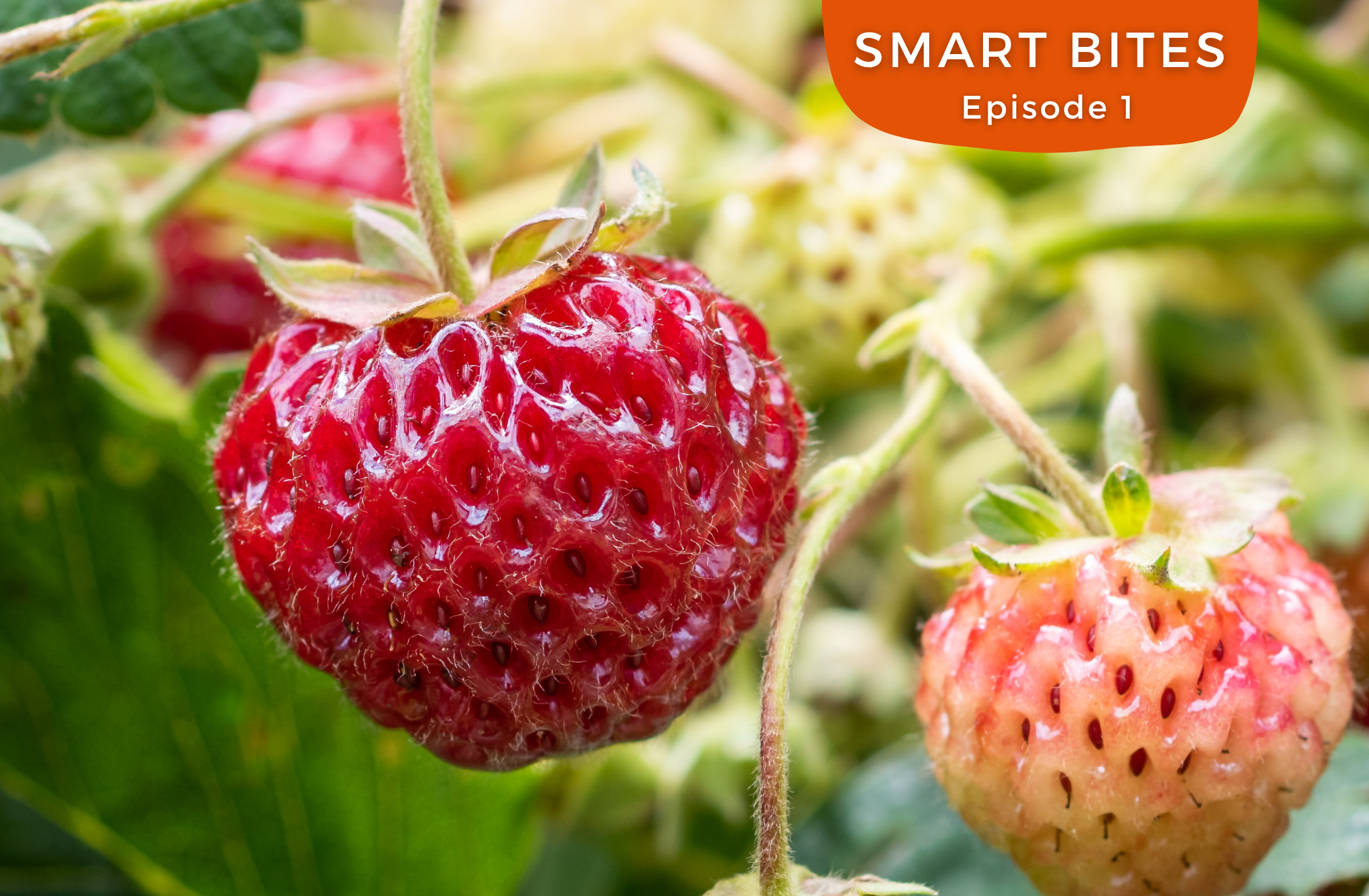 Mieze Schindler: Die Königin der Erdbeeren wird 100
