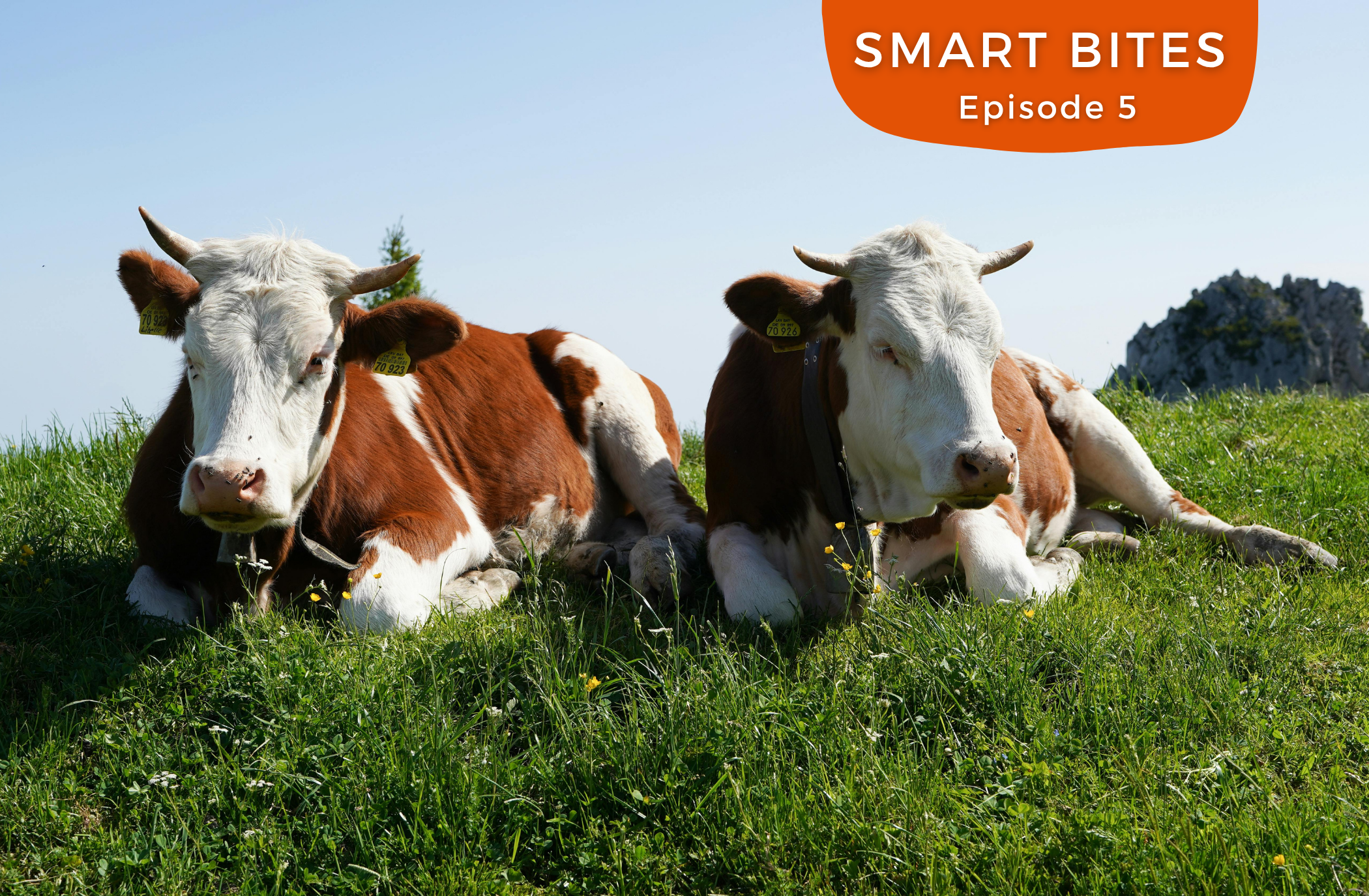 Simmental ist überall – was es mit dem Fleisch und seinem klangvollen Namen auf sich hat
