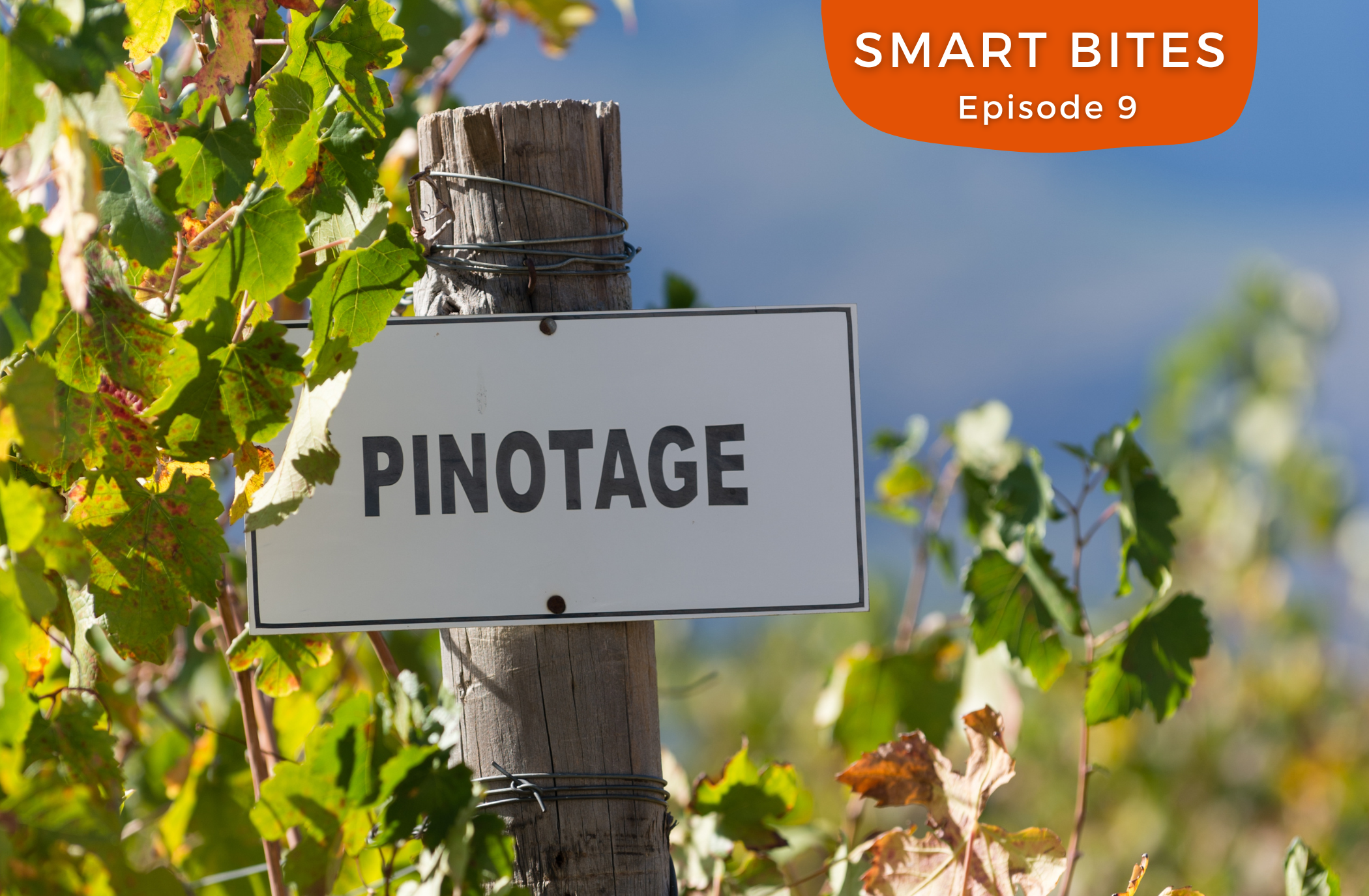 100 Jahre Pinotage – Charakterwein vom Kap