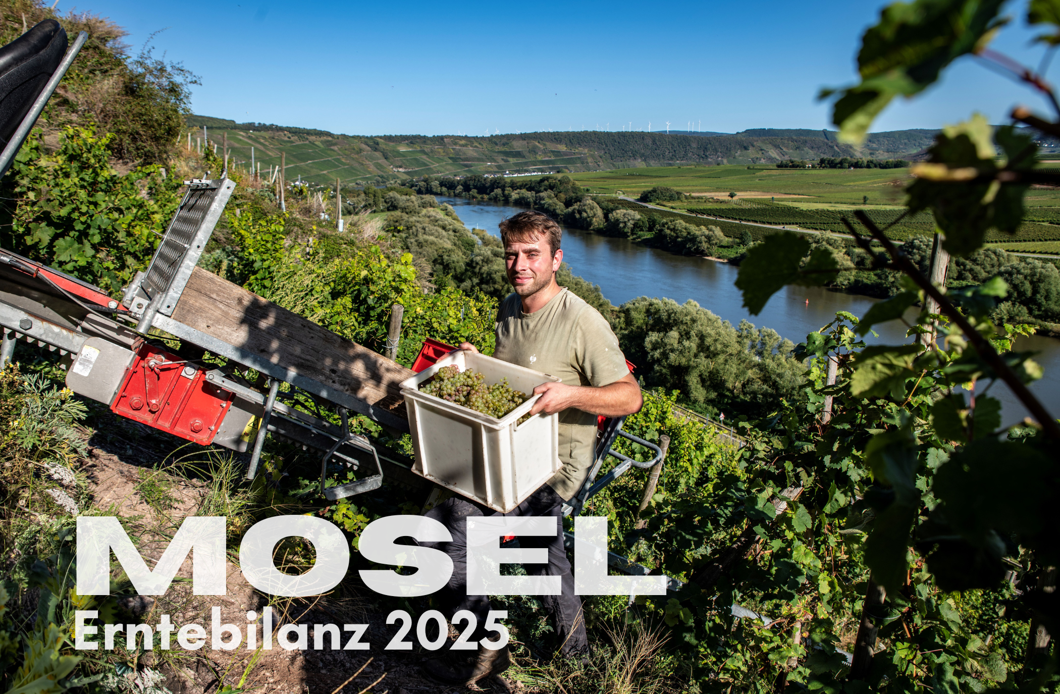 Früh, schnell, intensiv: So lief die Traubenlese an der Mosel